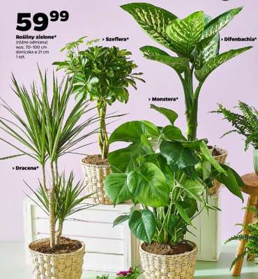 Rośliny zielone