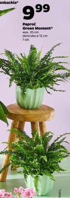 Paproć Green Moment