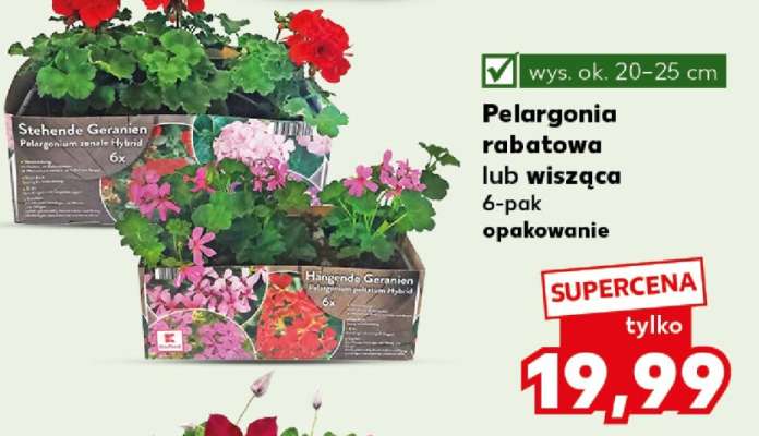 Pelargonia rabatowa lub wisząca