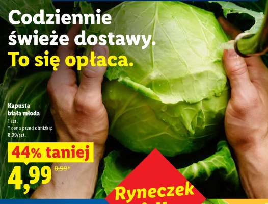 KAPUSTA BIAŁA MŁODA