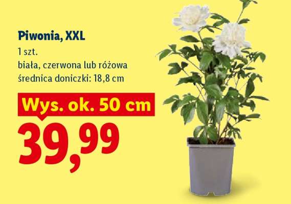 Piwonia, XXL