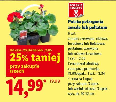 Polska pelargonia zonale lub peltatum