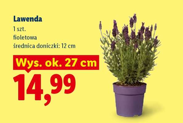 Lawenda