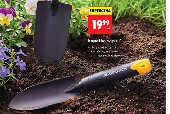 Łopatka wąska