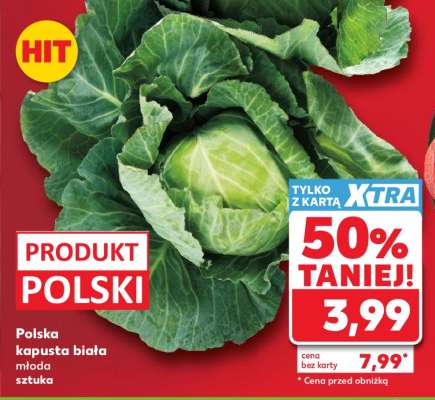 Polska kapusta biała młoda sztuka