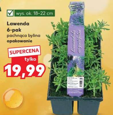 Lawenda 6-pak