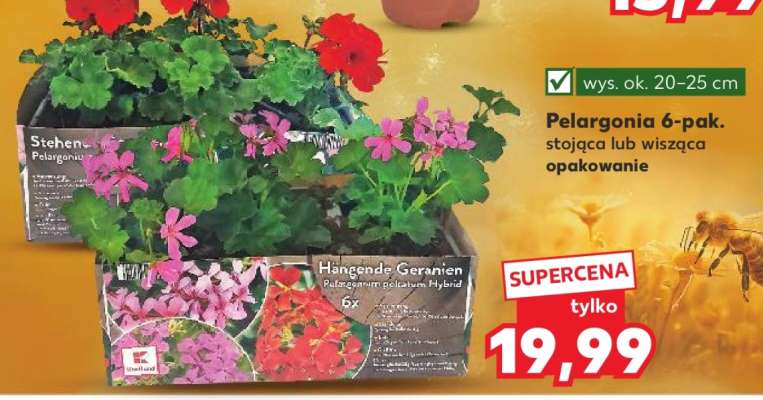 Pelargonia 6-pak