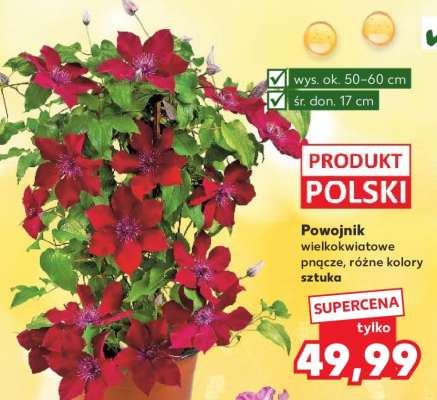 Powojnik