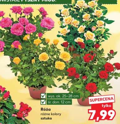 Róża