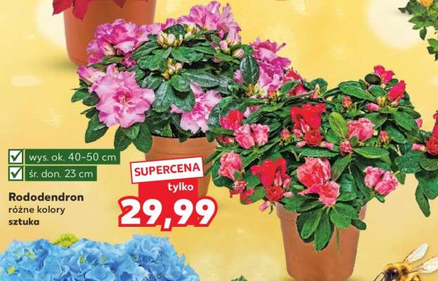 Rododendron
