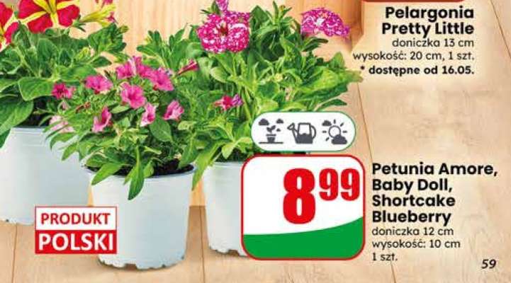 Petunia Amore, Baby Doll, Shortcake Blueberry
