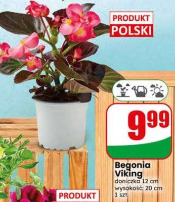 Begonia Viking