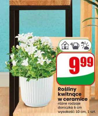 Rośliny kwitnące w ceramice