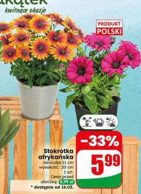 Stokrotka afrykańska