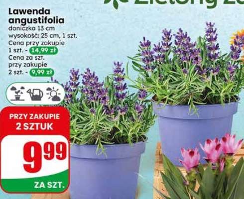 Lawenda angustifolia