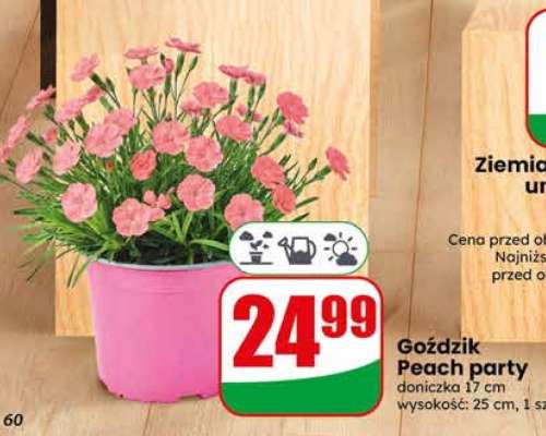 Goździk Peach Party