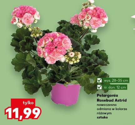 Pelargonia Rosebud Astrid