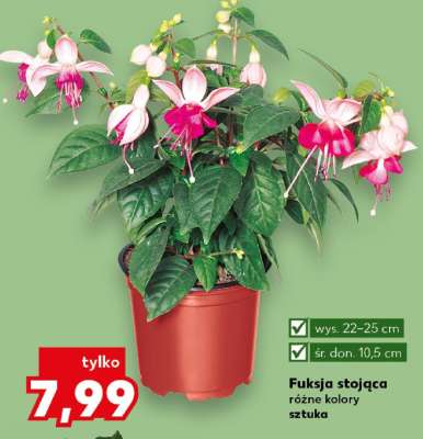 Fuksja stojąca