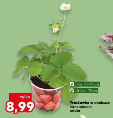 Truskawka w doniczce