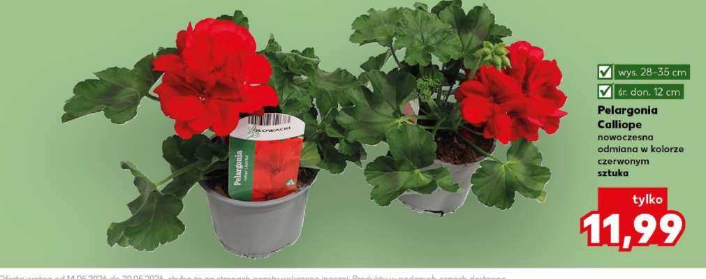 Pelargonia calliope