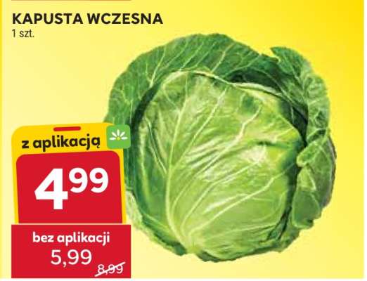 Kapusta wczesna