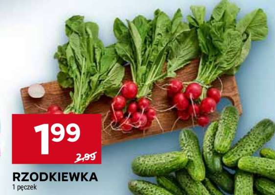 Rzodkiewka