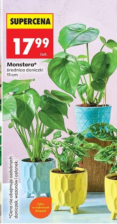 Monstera*
