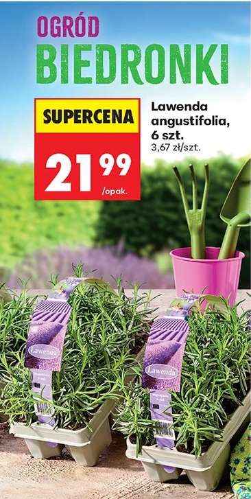 Lawenda angustifolia 6 szt