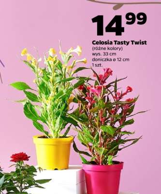 Celosia Tasty Twist
