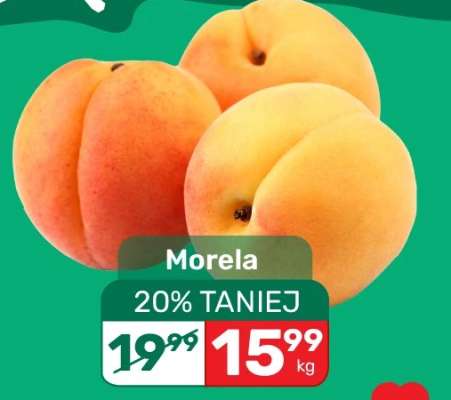 Morela
