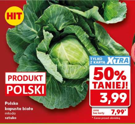 Polska kapusta biała młoda sztuka