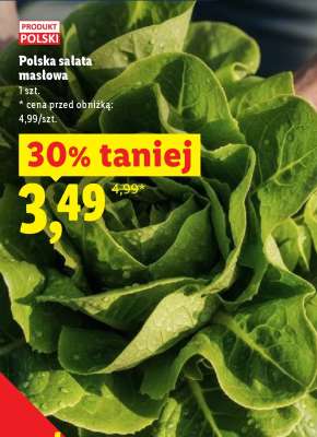 Polska sałata masłowa