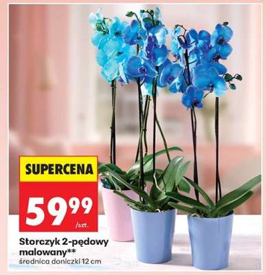Storczyk 2 pędowy malowany