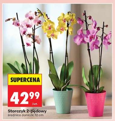 Storczyk 2-pędowy*