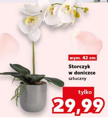 Storczyk w doniczce