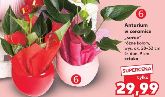 Anturium w ceramice Serce