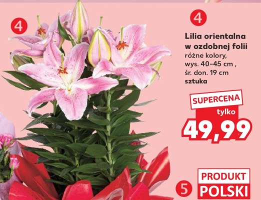 Lilia orientalna w ozdobnej folii