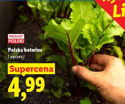 Polska botwina