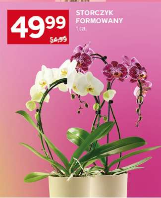 Storczyk formowany