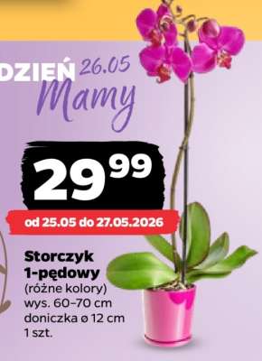 Storczyk 1-pędowy