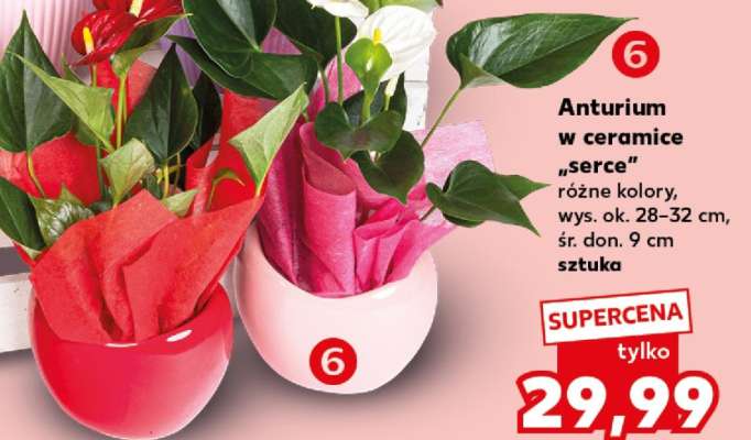 Anturium w ceramice Serce
