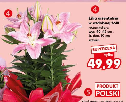 Lilia orientalna w ozdobnej folii