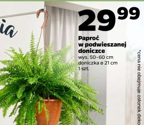 Paproć w podwieszanej doniczce*
