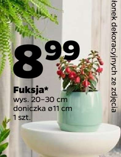 Fuksja*