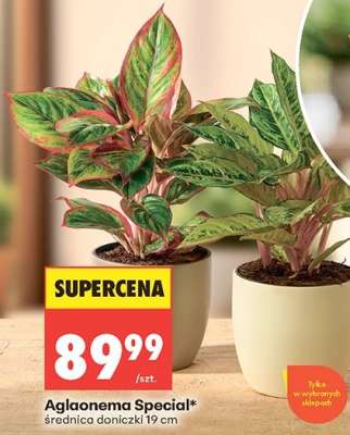 Aglaonema Special*