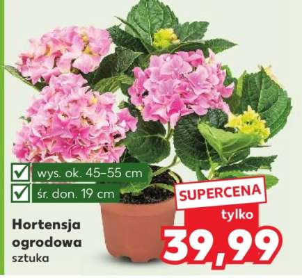 Hortensja ogrodowa*