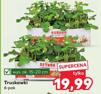 Truskawki