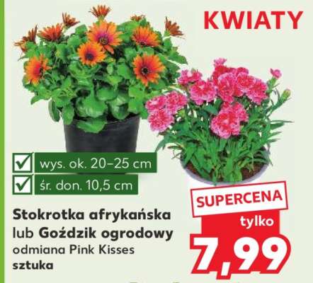 Stokrotka afrykańska lub Goździk ogrodowy