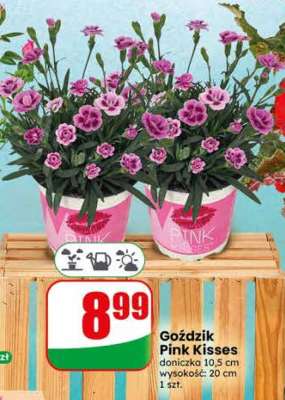 Goździk Pink Kisses*