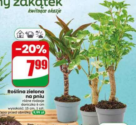 Roślina zielona na pniu